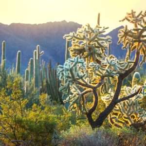 Desert Sunrise